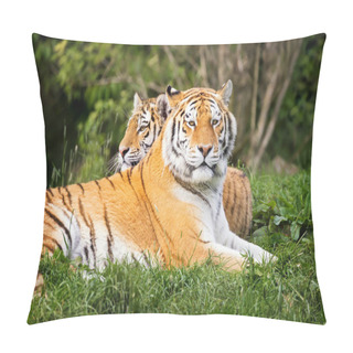 Personality  Two Young Adult Siberian Tigers Pillow Covers