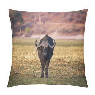 Personality  Buffalo In The Chobe National Park In Botswana, Africa Pillow Covers