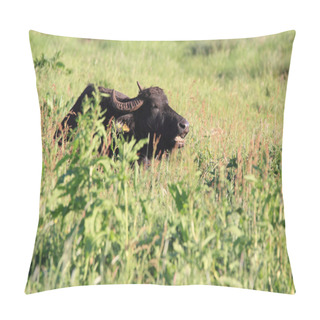 Personality  Water Buffalo Pillow Covers
