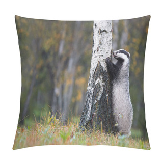 Personality  European Badger, Meles Meles, Low Angle Photo Of Big Male In Rainy Day, On The Back Legs, Leaning Against The Birch And Looking For The Larvae In The Bark. Autumn In European Forest. Isolated Badger. Pillow Covers