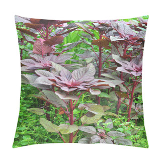 Personality  In The Summer, Amaranth Blooms In The Garden Pillow Covers