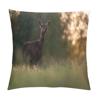Personality  One Red Deer Female In Backlight Of Evening Sun. Pillow Covers