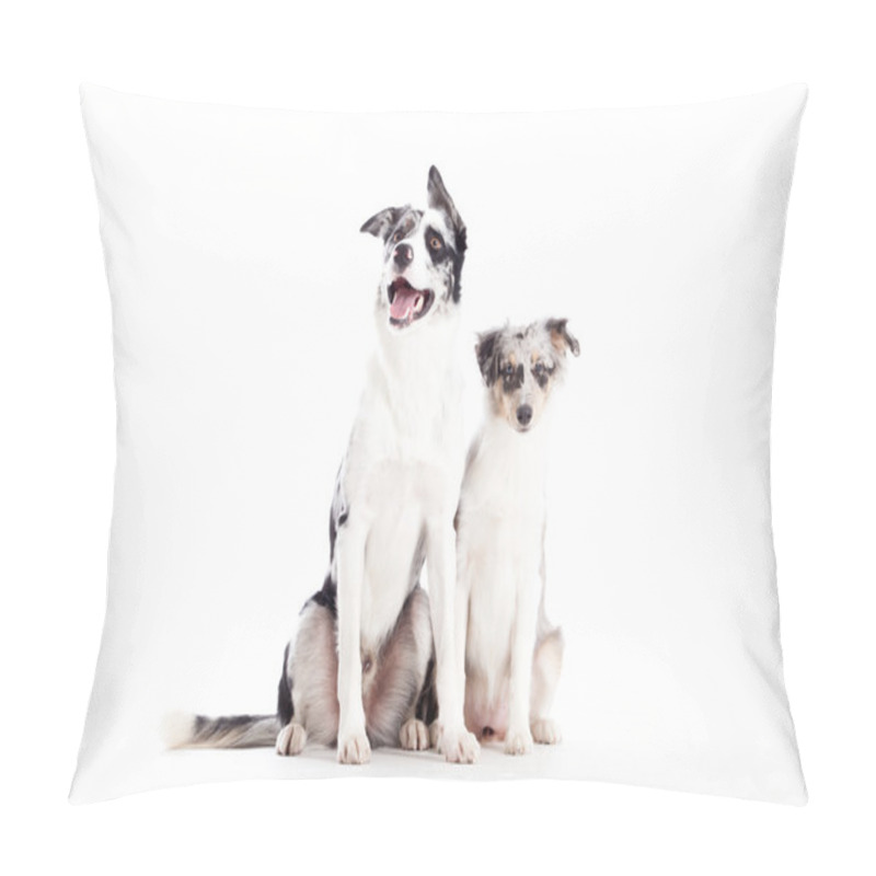 Personality  2  Blue Merle Dogs Isolated Pillow Covers