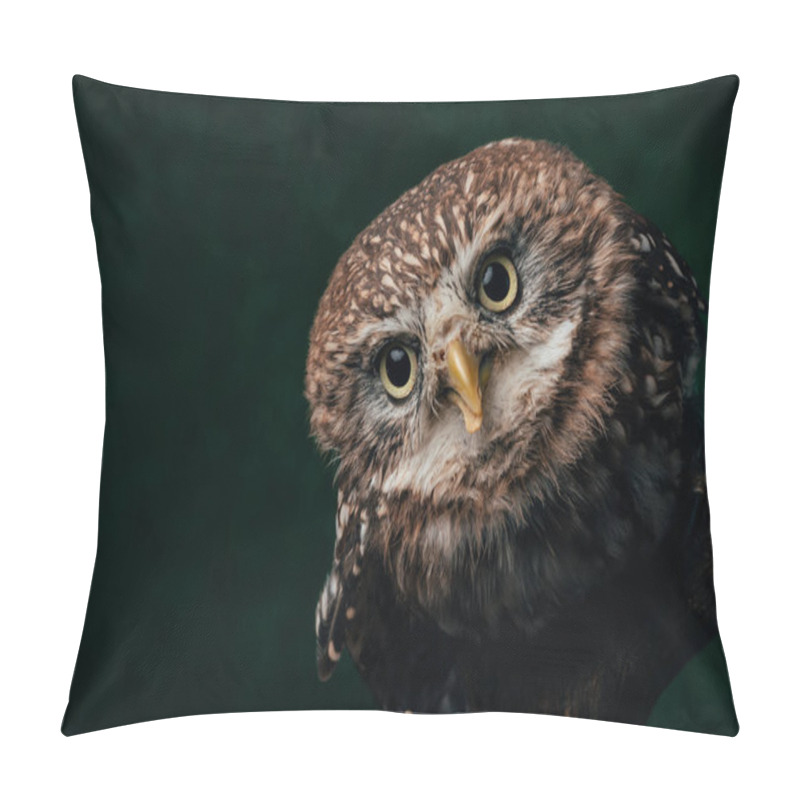 Personality  brown cute wild owl on wooden branch isolated on black with copy space pillow covers