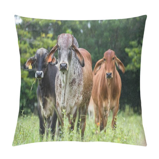 Personality  Young Bulls In Costa Rica Pillow Covers