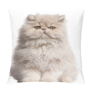 Personality  Young Persian Cat Sitting In Front Of White Background Pillow Covers