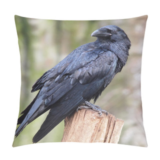 Personality  Portrait Of A Raven Pillow Covers