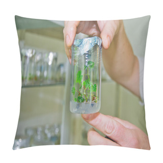 Personality  Stem Of Grapes In Vitro Pillow Covers