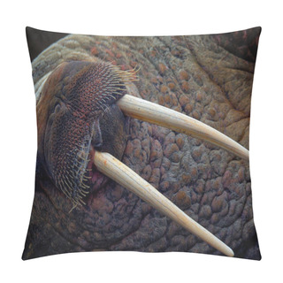 Personality  Detail Portrait Of Walrus With Big White Tusk, Odobenus Rosmarus, Big Animal In Nature Habitat On Svalbard, Norway. Pillow Covers