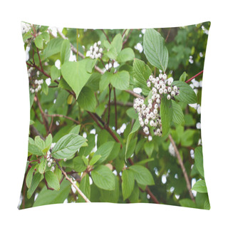 Personality  Close-up Of White Berries Of A Redtwig Dogwood Or Cornus Sericea Pillow Covers