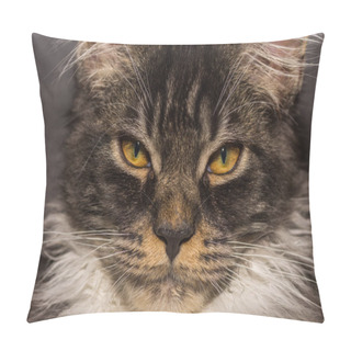 Personality  Dear Maine Coon Cat Looks To The Camera Large View Pillow Covers