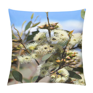 Personality  Creamy Yellow Blossoms Of The Australian Native Ridge Fruited Mallee, Eucalyptus Angulosa, Family Myrtaceae. Coastal Distribution From Kangaroo Island To Albany, WA. Indigenous Name Is Kwaral. Spring And Summer Flowering Pillow Covers