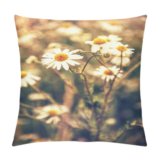 Personality  Beautiful Daisy Flowers In Meadow By Sunset, Natural Scene Pillow Covers