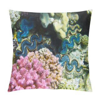 Personality  Rugose Giant Clams Pillow Covers