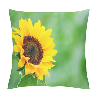 Personality  Sunflower In Garden Beautiful Nature Outdoor. Pillow Covers