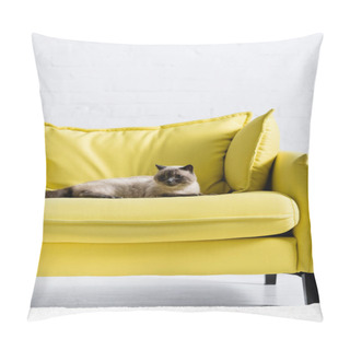 Personality  Fluffy Siamese Cat Looking Away, While Lying On Sofa At Home Pillow Covers