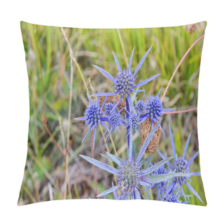 Personality  Blue Thistle Growing In The Gran Sasso National Park, Italy Pillow Covers