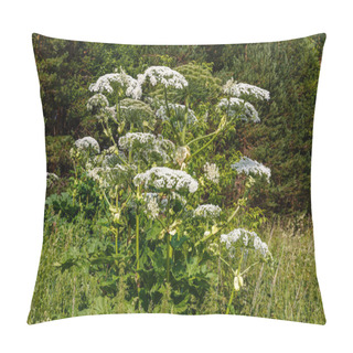 Personality  Cow Parsnip Blooms In Summer Pillow Covers