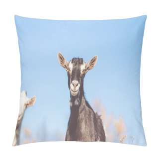 Personality  Goat In Field. Goats Eating Grass,Goat On A Pasture, Little Goat Portrait Pillow Covers