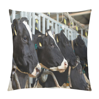 Personality  Cows Herd During Milking At Farm Pillow Covers