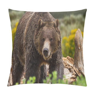 Personality  Grizzly Bear In Yellowstone National Park Pillow Covers