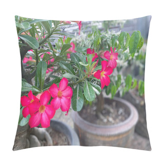 Personality  Flower (Adenium Obesum, Impala Lily, Mock Azalea, Sabi Star, Kudu Or Desert-rose) Pink Color, Naturally Beautiful Flowers In The Garden Pillow Covers
