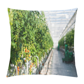 Personality  Selective Focus Of Plants With Cherry Tomatoes In Greenhouse Pillow Covers