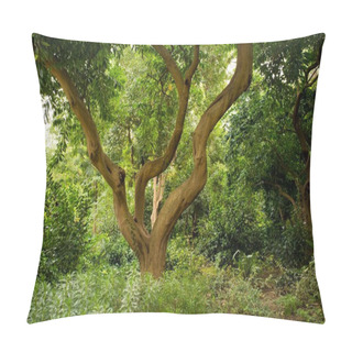 Personality  Crooked Tree In Forest Pillow Covers
