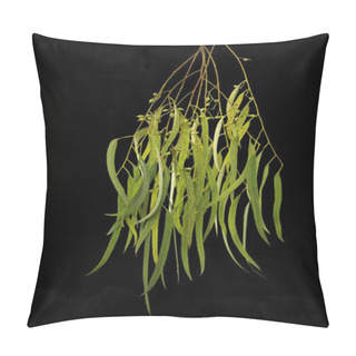 Personality  Eucalyptus Tree Blossoming On Black B Pillow Covers