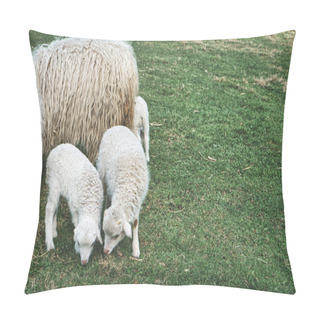 Personality  Easter Lambs With Their Mother On A Green Meadow. White Wool On Farm Animal On A Farm. Animal Photo Of A Mammal Pillow Covers