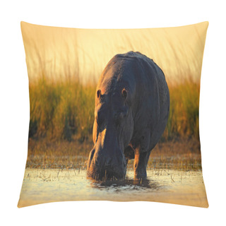 Personality  African Hippopotamus With Evening Sun Pillow Covers