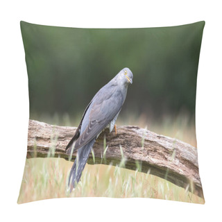 Personality  Close Up Of A Common Cuckoo Perched On A Tree, UK. Pillow Covers
