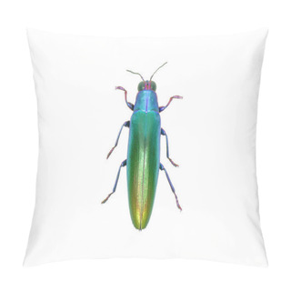 Personality  Metallic Green Color Beetle Isolated On White Background Pillow Covers