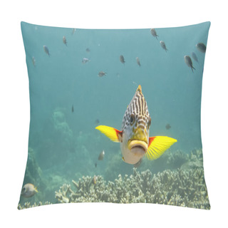 Personality  An Isolated Big Lips Yellow Fish Swimming In The Deep Blue Sea Pillow Covers