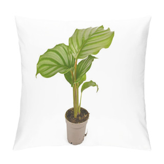 Personality  Exotic 'Goeppertia Orbifolia' Houseplant With Large Round Leaves With Stripes In Flower Pot Isolated On White Background Pillow Covers