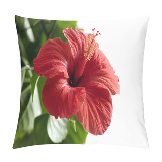 Personality  Hibiscus Flower Isolated On White Pillow Covers