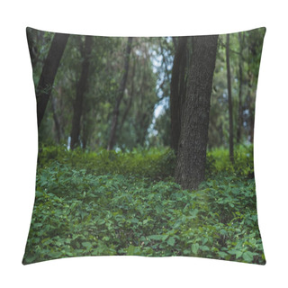 Personality  Dramatic Shot Of Beautiful Forest With Ground Covered With Leaves Pillow Covers