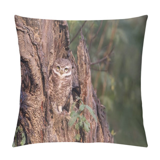 Personality  Spotted Owlet (Athene Brama) Sitting On A Tree In Keoladeo Ghana Pillow Covers