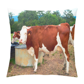 Personality  Cows At Water Trough In Pasture Pillow Covers