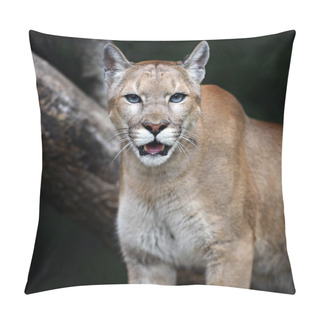 Personality  Portrait Cougars Pillow Covers