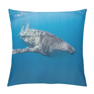Personality  Young Whale Shark Pillow Covers