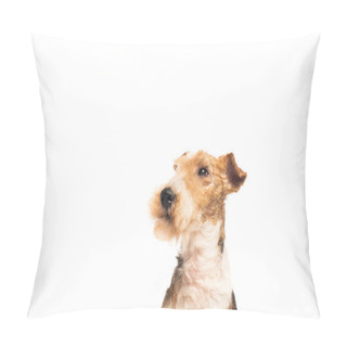 Personality  Curly And Purebred Fox Terrier Isolated On White Pillow Covers