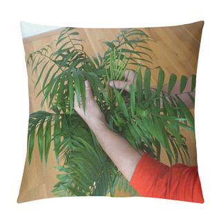 Personality Chamaedorea Elegans Small Green Palm Tree With Woman Hands On The Leaves. Protection And Care For Houseplants, Prevention Against Aphids And Bugs, Bacterial And Viral Diseases Of Houseplants. Botany, Gardening And Agriculture As Hobby Concept Pillow Covers