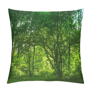Personality  Beech Trees In Hallerbos  Pillow Covers