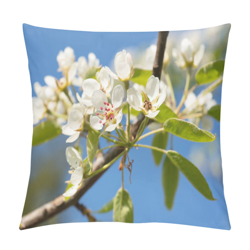 Personality  Common Pear (Pyrus Domestica), Blossoms Of Springtime Pillow Covers