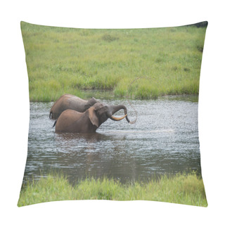 Personality  Two Amicable Elephant Playing In The Water (Republic Of The Congo) Pillow Covers