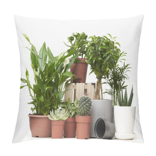 Personality  Green Houseplants, Cacti In Pots On Empty Clean Background Pillow Covers