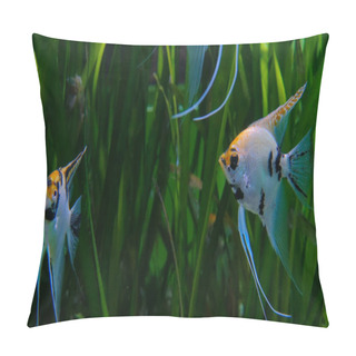 Personality  Shoal Of Beauty Scalars Pillow Covers