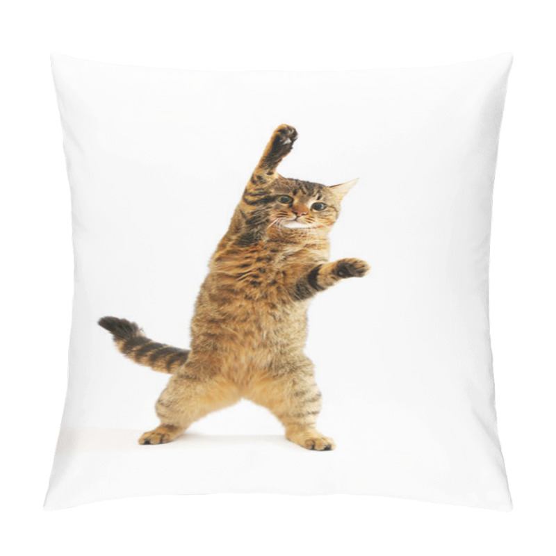 Personality  Domestic Cat Pillow Covers