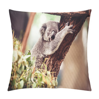 Personality  Koala Bear Sleeping On The Tree Pillow Covers